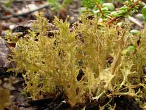 Cetrariella delisei