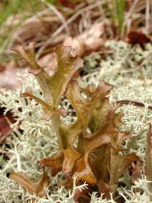 Cetraria islandica