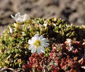 Cerastium regelii