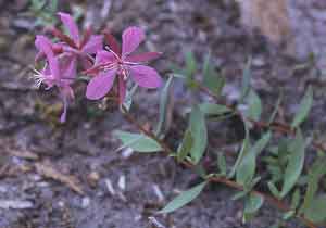 Chamerion latifolium