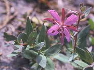 Chamerion latifolium