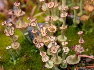 Cladonia verticillata