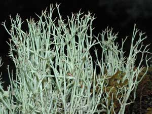 Cladonia amaurocraea