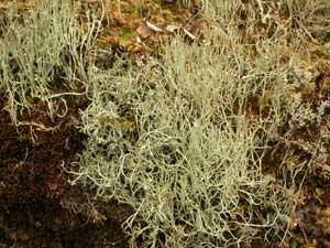 Cladonia amaurocraea