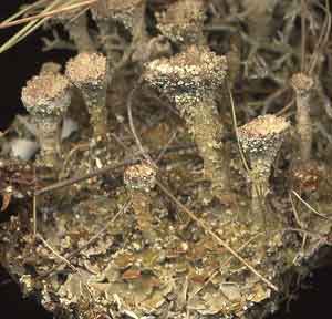 Cladonia pocillum