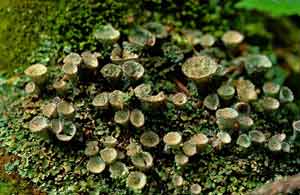 Cladonia pyxidata