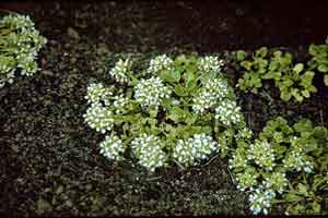 Cochlearia groenlandica