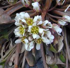 Cochlearia groenlandica