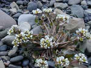 Cochlearia groenlandica