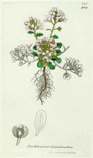 Cochlearia groenlandica