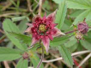 Comarum palustre