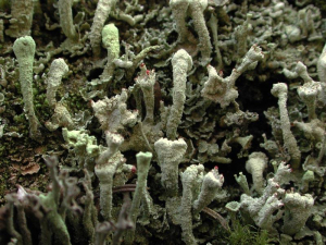 Cladonia digitata