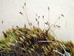 Dicranum groenlandicum