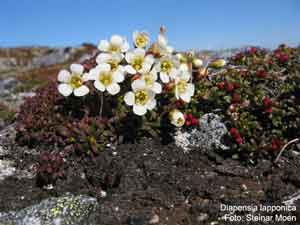 Diapensia lapponica