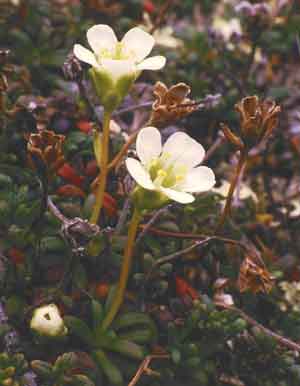 Diapensia lapponica