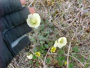 Papaver macounii