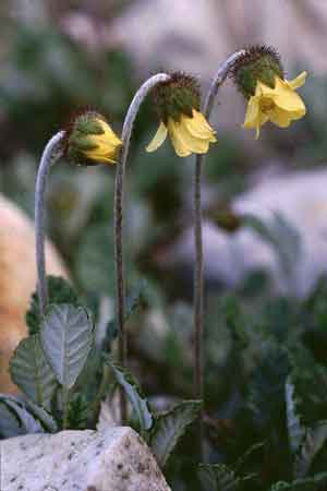 Dryas drummondii