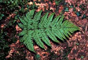 Dryopteris expansa