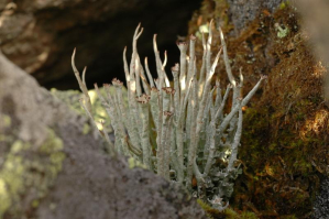 Cladonia ecmocyna