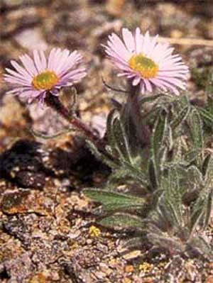 Erigeron hyperboreus