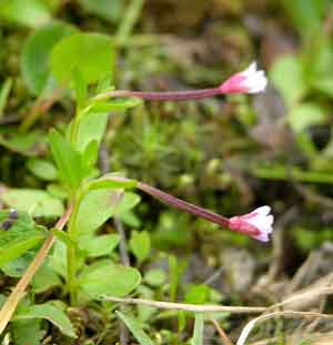 Epilobium anagallidifolium