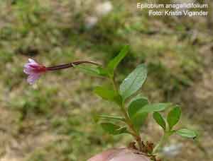 Epilobium anagallidifolium