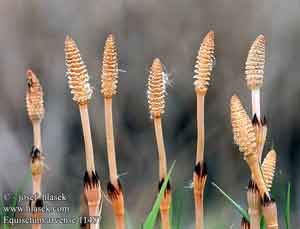 Equisetum arvense