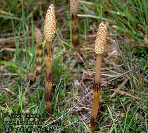 Equisetum arvense