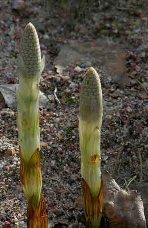 Equisetum arvense