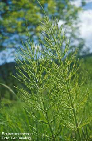 Equisetum arvense