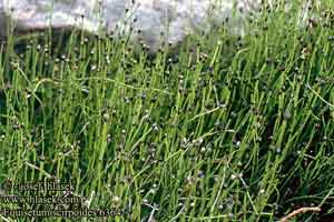 Equisetum scirpoides