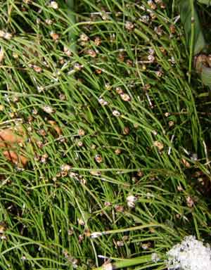 Equisetum scirpoides