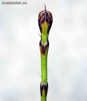 Equisetum scirpoides