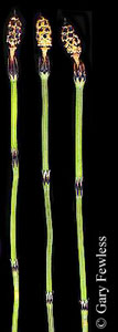 Equisetum variegatum