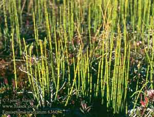 Equisetum variegatum