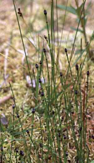 Equisetum variegatum