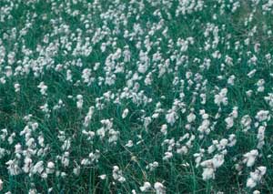 Eriophorum angustifolium