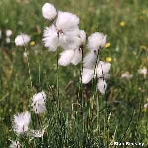 Eriophorum angustifolium