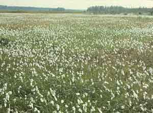 Eriophorum angustifolium