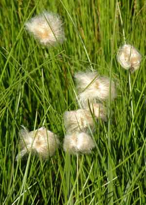 Eriophorum russeolum