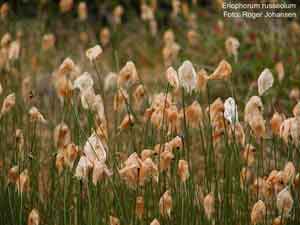 Eriophorum russeolum