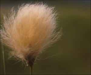 Eriophorum russeolum