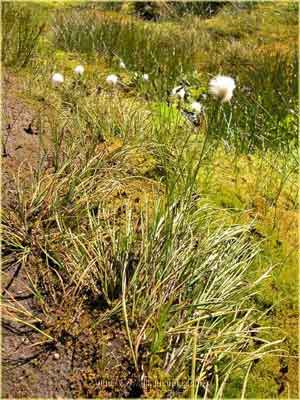 Eriophorum russeolum