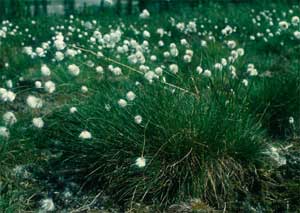 Eriophorum vaginatum