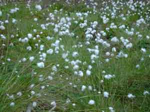 Eriophorum vaginatum