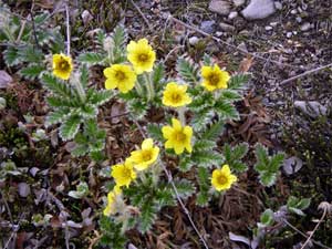 Geum glaciale