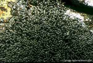 Gymnomitrion corallioides