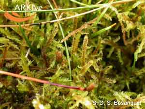 Hamatocaulis vernicosus