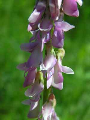 Hedysarum americanum