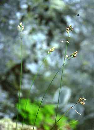Hierochloe alpina